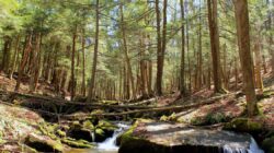 피츠버그 지역 보존 프로젝트는 야생 동물, 기후를 돕기 위해 보조금을 받습니다.