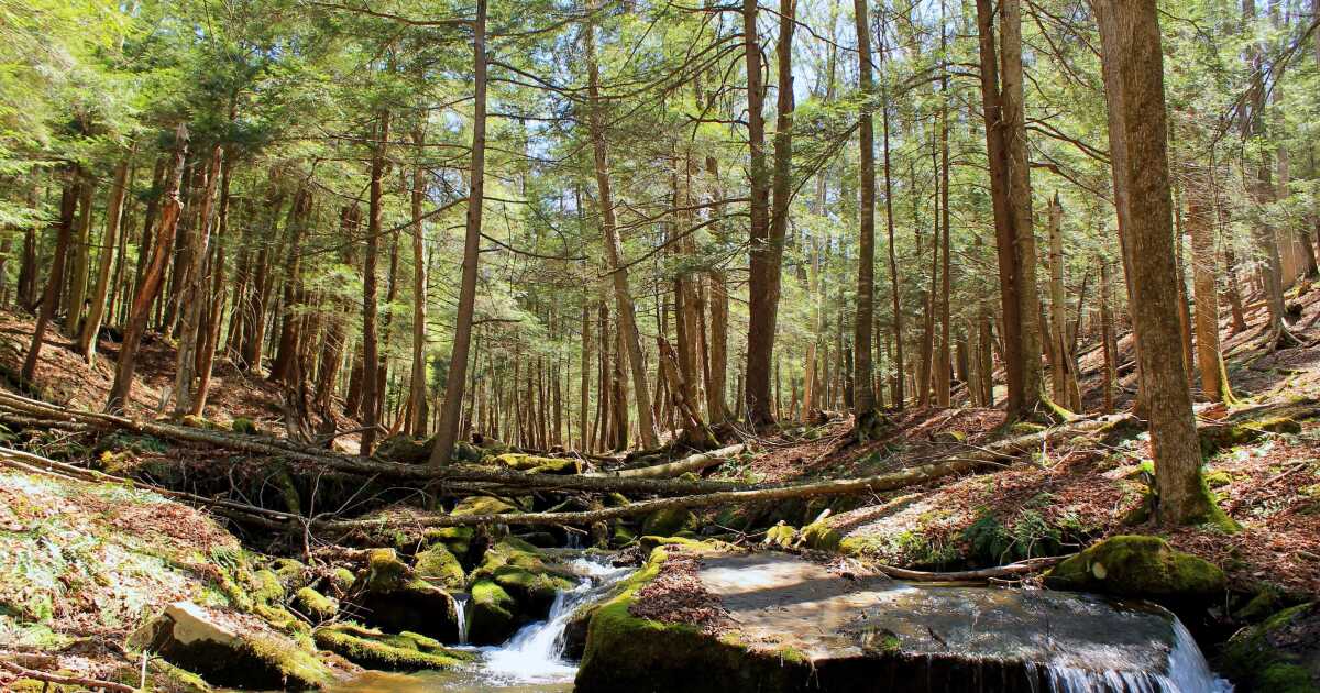피츠버그 지역 보존 프로젝트는 야생 동물, 기후를 돕기 위해 보조금을 받습니다.