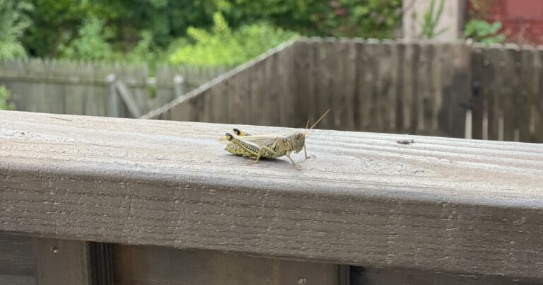 하원 의원 Summer Lee, 야외 학교 공간 개선 법안을 제출
    


