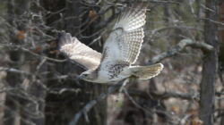 Audubon Society of Western Pa.는 지역사회 보전 교육 활동을 확대하기 위해 24만 달러를 기부했습니다.
