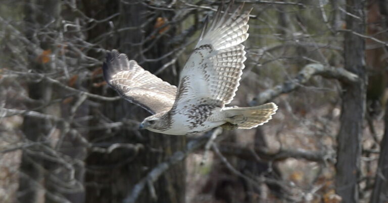 Audubon Society of Western Pa.는 지역사회 보전 교육 활동을 확대하기 위해 24만 달러를 기부했습니다.
    


