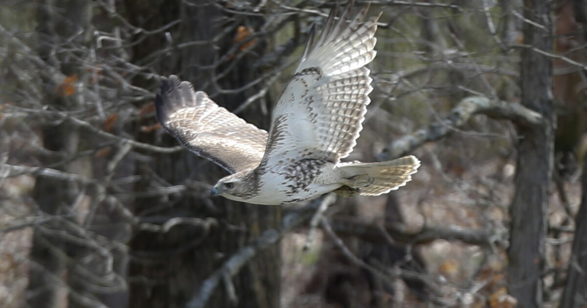 Audubon Society of Western Pa.는 지역사회 보전 교육 활동을 확대하기 위해 24만 달러를 기부했습니다.