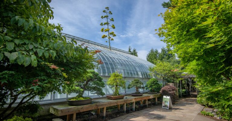 Phipps Conservatory의 백년 식물이 첫 번째이자 마지막 꽃을 피웠습니다.
    


