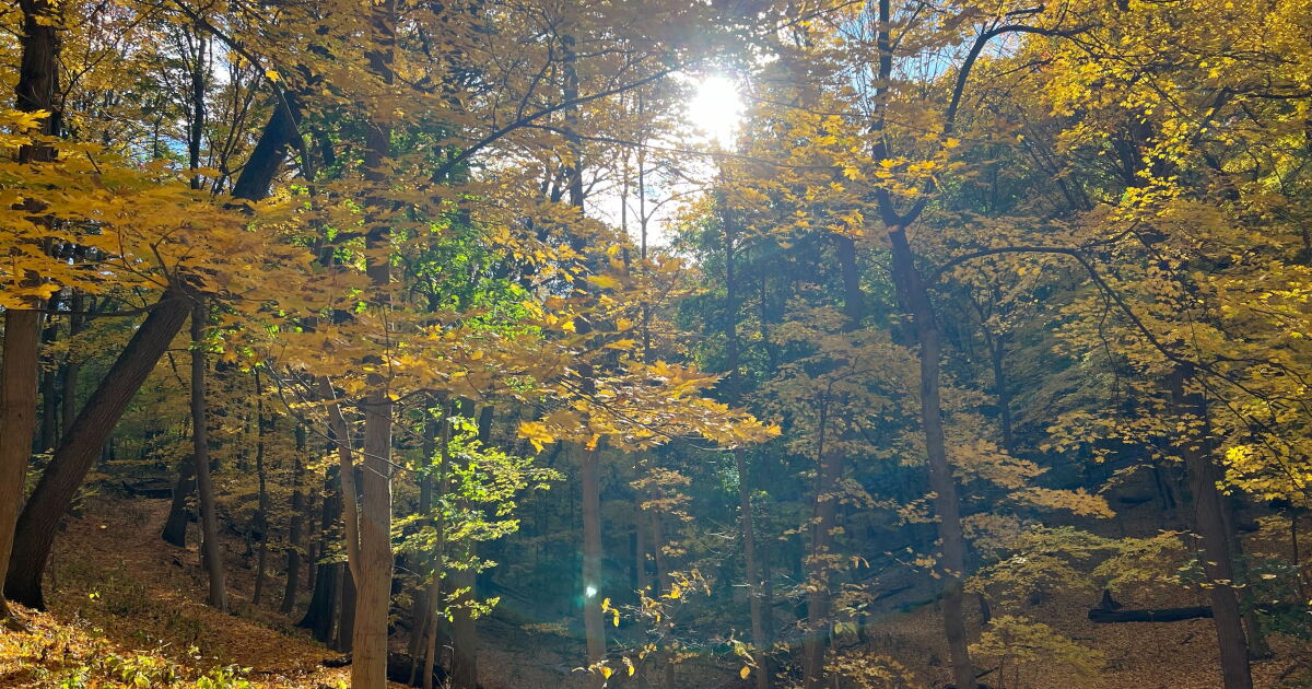앞으로 몇 주 안에 서부 펜실베니아 전역의 단풍이 가장 생생해질 것입니다.